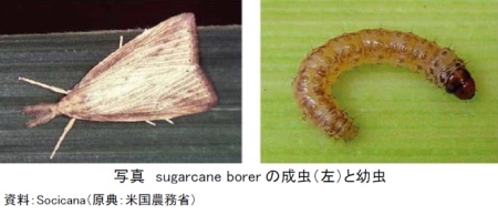 sugar-cane-borer