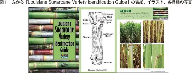 画像診断によるサトウキビ品種識別の試み 農畜産業振興機構