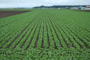 移植圃場(4/24定植)