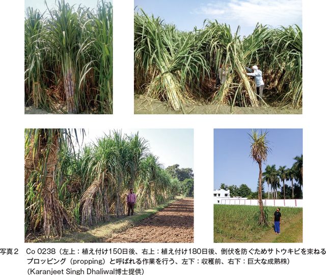 グリーンテクノロジーに基づくインドのサトウキビ栽培技術 農畜産業振興機構