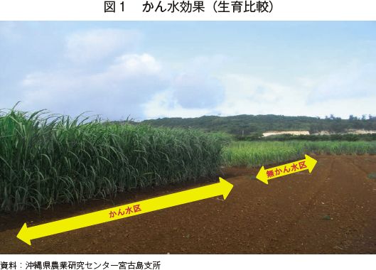 沖縄本島中部地区におけるさとうきび単収増加の取り組み 農畜産業振興機構