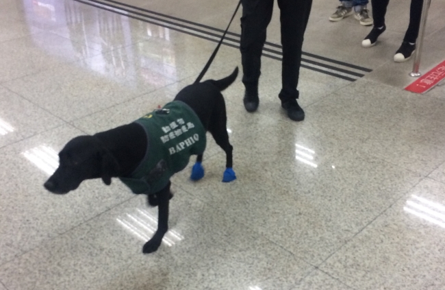 写真2 空港内の検疫探知犬