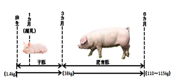 豚のライフサイクル 資料:農林水産省「ポケット畜産統計」