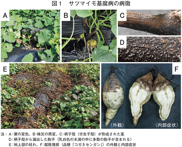 サツマイモ基腐病の発生と防除の取り組み 農畜産業振興機構