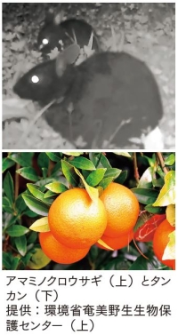 アマミノクロウサギ（上）とタン カン（下） 提供：環境省奄美野生生物保 護センター（上）