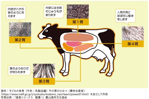 牛の胃は4つあり、それぞれ働きや特徴があります。