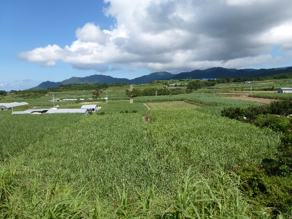 島一面に広がるさとうきび【鹿児島県徳之島】(さとうきびは島の宝です。)
