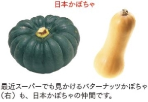 最近スーパーでも見かけるバターナッツかぼちゃ（右）も、日本かぼちゃの仲間です。