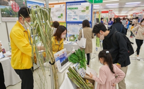 さとうきびの現物展示