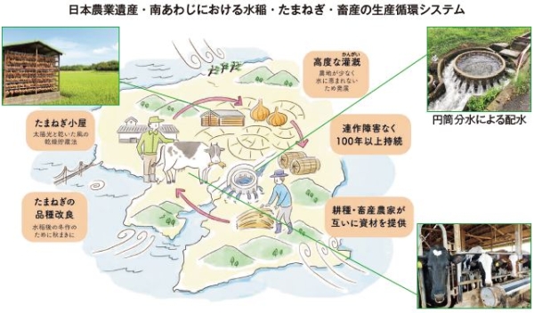 日本農業遺産・南あわじにおける水稲・たまねぎ・畜産の生産循環システム