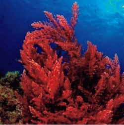 海藻の一種であるアスパラゴプシス （フューチャーフィード社のHPより）