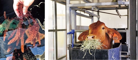 改良されたアスパラゴプシス（左）と給餌試験中の牛（右）（フューチャーフィード社提供）