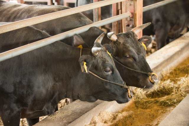 Japanese black beef cattle