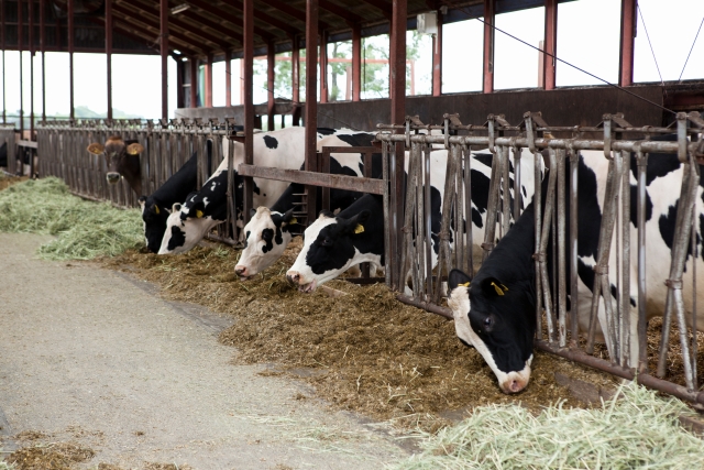 Holstein dairy cows