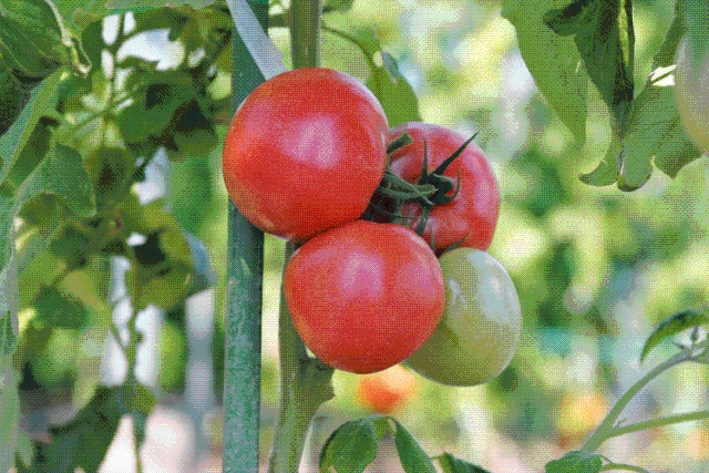 Tomato