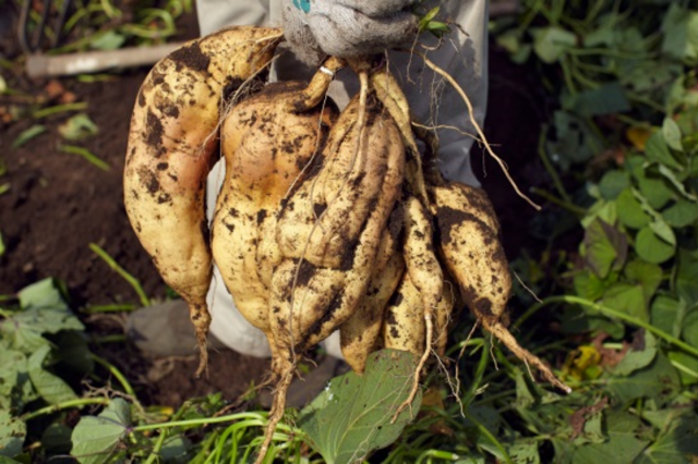 Sweet potatoes for starch use