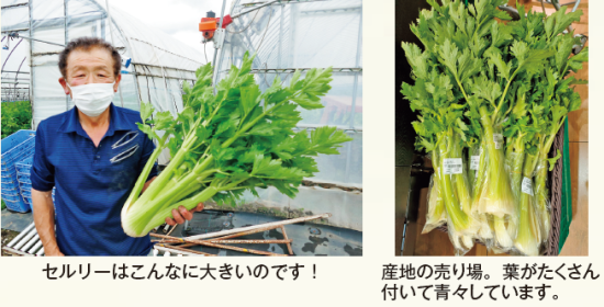 セルリーはこんなに大きいのです!産地の売り場。葉がたくさん 付いて青々しています。
