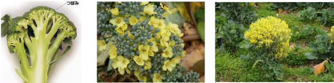 <写真1ブロッコリーの断面図><写真2可食部に花が咲き始めたブロッコリー><写真3満開になったブロッコリー>