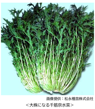 ���劔�݂̂��ȁ�